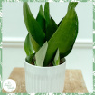 Plants | Sansevieria Moonshine