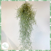 Non-Toxic Houseplants | Plants | Tillandsia Usneoides