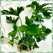 Plants | Philodendron selloum