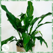 Plants | Spathyphyllum - Peace Lily