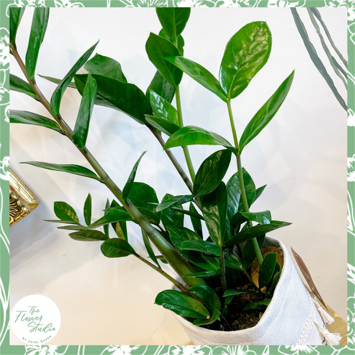 Plants | Zamioculcas zamiifolia