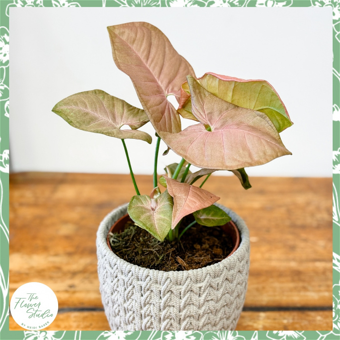 Plants | ✨Plant of the Week - Syngonium