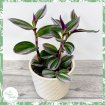 Plants | Tradescantia albiflora Nanouk
