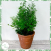 Plants | Asparagus - mixed varieties