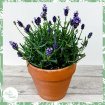 Garden | Plants | Lavandula angustifolia