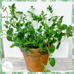 Garden | Plants | Nepeta Six Hills Giant - Catmint