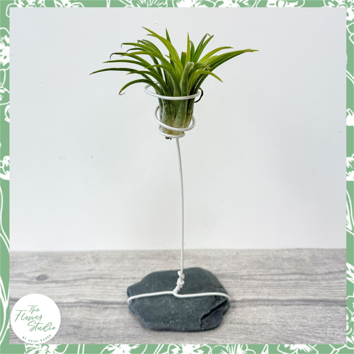 Plants | Tillandsia Rock