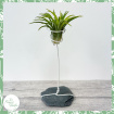 Plants | Tillandsia Rock