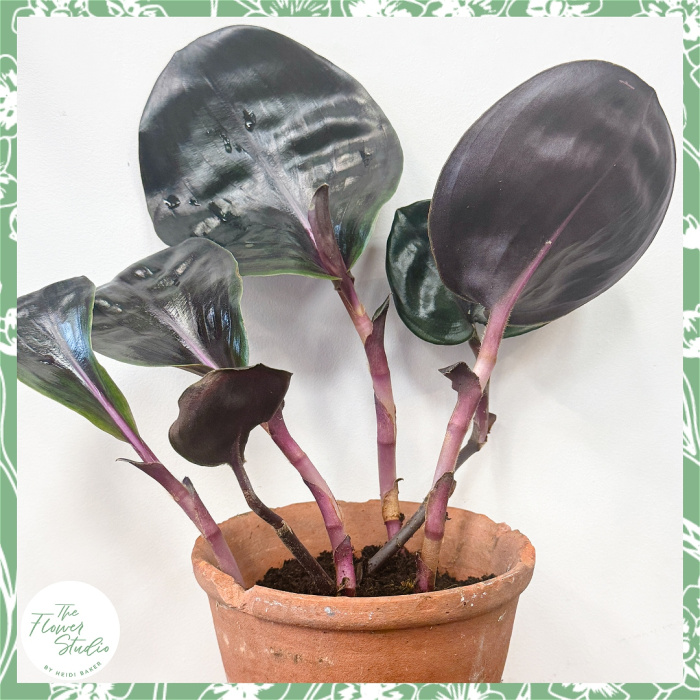 Plants | Geogananthus ciliatus