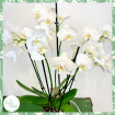 Plants | Luxury Phalaenopsis Orchid