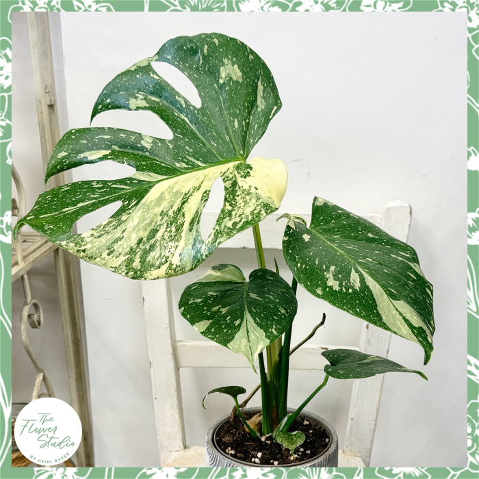 Plants | Monstera 'Thai Constellation'