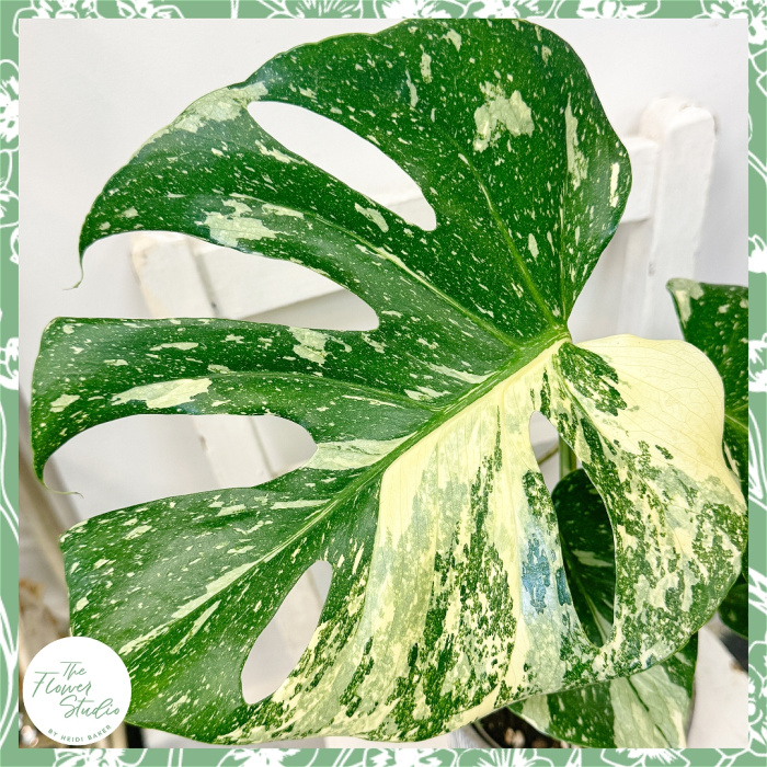 Plants | Monstera 'Thai Constellation'