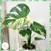 Plants | Monstera 'Thai Constellation'