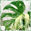 Plants | Monstera 'Thai Constellation'