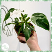 Plants | Philodendron 'White Princess'