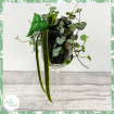 Gifts | Plants | Wine Glass Ceropegia