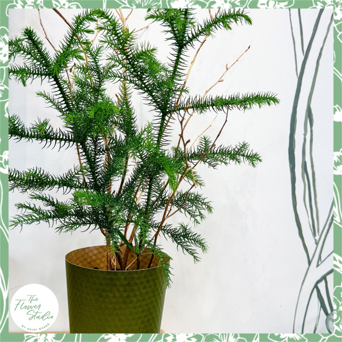 Christmas | Plants | Norfolk Island Pine Tree