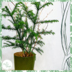 Christmas | Plants | Norfolk Island Pine Tree