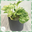 Plants | Epipremnum pinnatum 'Happy Leaf'