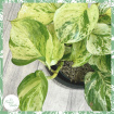 Plants | Epipremnum pinnatum 'Happy Leaf'