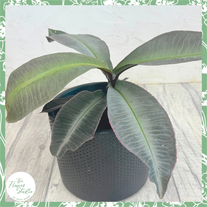Non-Toxic Houseplants | Plants | Labisia pumila