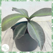 Non-Toxic Houseplants | Plants | Labisia pumila