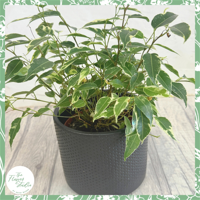 Plants | Ficus benjamina 'Kinky'