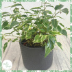 Plants | Ficus benjamina 'Kinky'