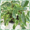 Plants | Ficus benjamina 'Kinky'