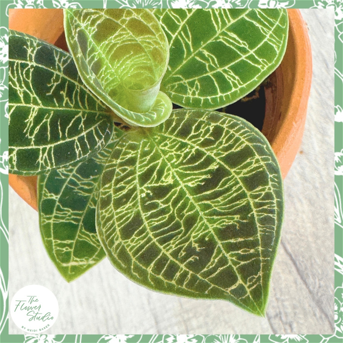 Non-Toxic Houseplants | Plants | Macodes petola