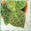 Non-Toxic Houseplants | Plants | Macodes petola