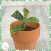 Non-Toxic Houseplants | Plants | Macodes petola