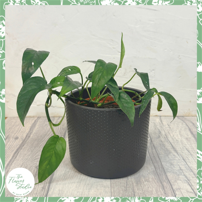 Plants | Epipremnum pinnatum variegata
