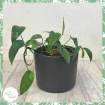 Plants | Epipremnum pinnatum variegata