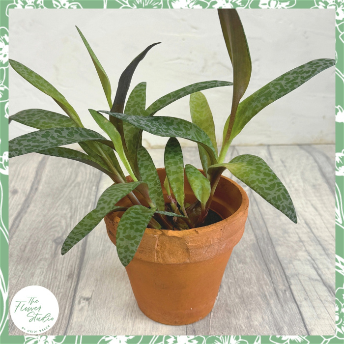 Plants | Ledebouria socialis