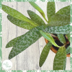Plants | Ledebouria socialis
