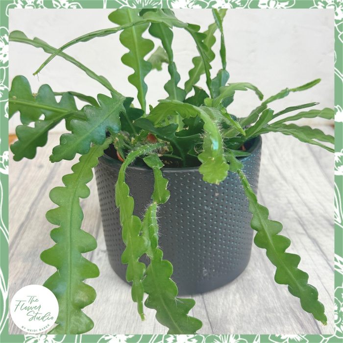 Non-Toxic Houseplants | Plants | Epiphyllum anguliger