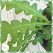 Non-Toxic Houseplants | Plants | Epiphyllum anguliger