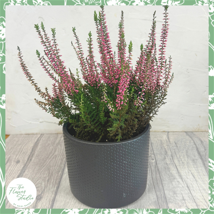 Garden | Non-Toxic Houseplants | Plants | Calluna vulgaris