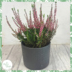 Garden | Non-Toxic Houseplants | Plants | Calluna vulgaris