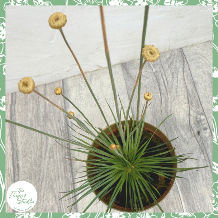 Non-Toxic Houseplants | Plants | Syngonanthus chrysanthus 'Mikado'