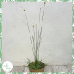 Non-Toxic Houseplants | Plants | Syngonanthus chrysanthus 'Mikado'