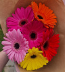 Handtied Bouquets | Gerbera