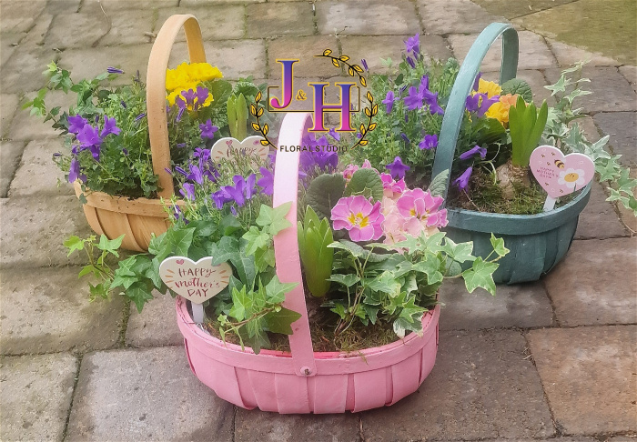 Mother's Day Collection | Plants | Mothers Day Planted Basket