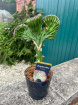 Fathers Day | Plants | Euphorbia 28cm