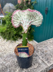 Fathers Day | Plants | Euphorbia 28cm