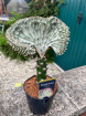 Fathers Day | Plants | Euphorbia 28cm