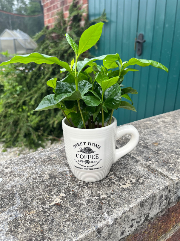 Fathers Day | Plants | Coffee Plant in ceramic 15cm