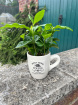 Fathers Day | Plants | Coffee Plant in ceramic 15cm