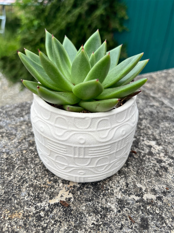 Fathers Day | Plants | Succulent in ceramic